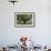 Myanmar, Pindaya. Buddhist Monks under Giant Banyan Tree-Jaynes Gallery-Framed Photographic Print displayed on a wall