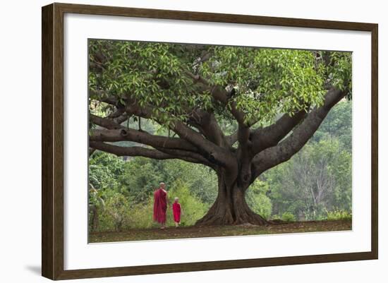 Myanmar, Pindaya. Buddhist Monks under Giant Banyan Tree-Jaynes Gallery-Framed Photographic Print