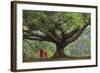 Myanmar, Pindaya. Buddhist Monks under Giant Banyan Tree-Jaynes Gallery-Framed Photographic Print