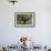 Myanmar, Pindaya. Buddhist Monks under Giant Banyan Tree-Jaynes Gallery-Framed Photographic Print displayed on a wall