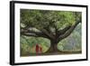 Myanmar, Pindaya. Buddhist Monks under Giant Banyan Tree-Jaynes Gallery-Framed Photographic Print