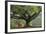 Myanmar, Pindaya. Buddhist Monks under Giant Banyan Tree-Jaynes Gallery-Framed Photographic Print