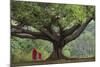 Myanmar, Pindaya. Buddhist Monks under Giant Banyan Tree-Jaynes Gallery-Mounted Photographic Print