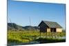 Myanmar. Shan State. Inle Lake. Floating Farm-Inger Hogstrom-Mounted Photographic Print