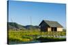 Myanmar. Shan State. Inle Lake. Floating Farm-Inger Hogstrom-Stretched Canvas