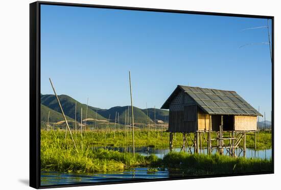 Myanmar. Shan State. Inle Lake. Floating Farm-Inger Hogstrom-Framed Stretched Canvas