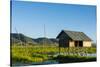 Myanmar. Shan State. Inle Lake. Floating Farm-Inger Hogstrom-Stretched Canvas