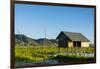 Myanmar. Shan State. Inle Lake. Floating Farm-Inger Hogstrom-Framed Photographic Print