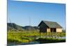 Myanmar. Shan State. Inle Lake. Floating Farm-Inger Hogstrom-Mounted Photographic Print