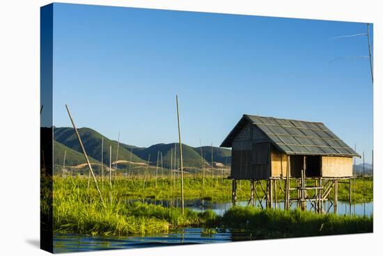 Myanmar. Shan State. Inle Lake. Floating Farm-Inger Hogstrom-Stretched Canvas