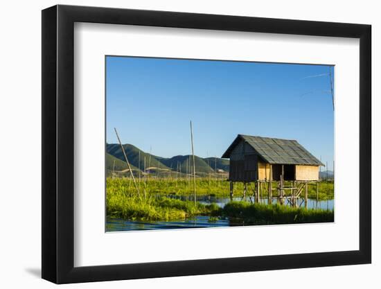 Myanmar. Shan State. Inle Lake. Floating Farm-Inger Hogstrom-Framed Photographic Print