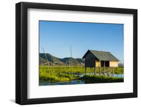 Myanmar. Shan State. Inle Lake. Floating Farm-Inger Hogstrom-Framed Photographic Print