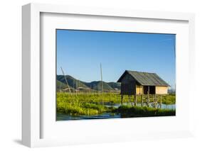 Myanmar. Shan State. Inle Lake. Floating Farm-Inger Hogstrom-Framed Photographic Print