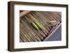 Myanmar. Shan State. Inle Lake. Wooden Shuttles Used in Silk Weaving-Inger Hogstrom-Framed Photographic Print