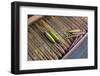 Myanmar. Shan State. Inle Lake. Wooden Shuttles Used in Silk Weaving-Inger Hogstrom-Framed Photographic Print