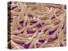 Mycelium of Mushroom-Micro Discovery-Stretched Canvas
