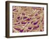 Mycelium of Mushroom-Micro Discovery-Framed Premium Photographic Print