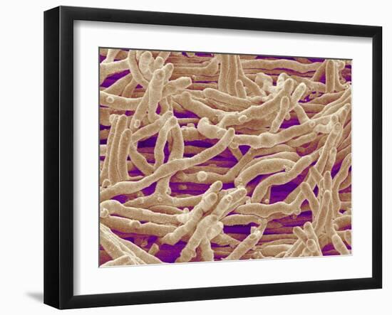 Mycelium of Mushroom-Micro Discovery-Framed Premium Photographic Print