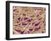 Mycelium of Mushroom-Micro Discovery-Framed Premium Photographic Print