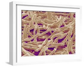 Mycelium of Mushroom-Micro Discovery-Framed Premium Photographic Print