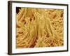 Mycelium of Mushroom-Micro Discovery-Framed Photographic Print