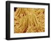 Mycelium of Mushroom-Micro Discovery-Framed Photographic Print