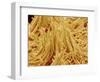 Mycelium of Mushroom-Micro Discovery-Framed Photographic Print