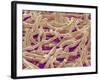 Mycelium of Mushroom-Micro Discovery-Framed Photographic Print