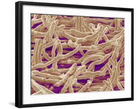 Mycelium of Mushroom-Micro Discovery-Framed Photographic Print