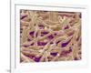 Mycelium of Mushroom-Micro Discovery-Framed Photographic Print