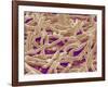 Mycelium of Mushroom-Micro Discovery-Framed Photographic Print