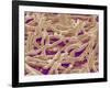 Mycelium of Mushroom-Micro Discovery-Framed Photographic Print