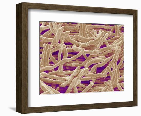 Mycelium of Mushroom-Micro Discovery-Framed Photographic Print