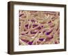 Mycelium of Mushroom-Micro Discovery-Framed Photographic Print