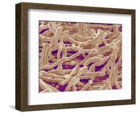 Mycelium of Mushroom-Micro Discovery-Framed Photographic Print