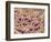 Mycelium of Mushroom-Micro Discovery-Framed Photographic Print