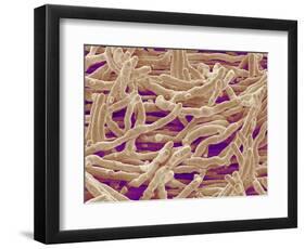 Mycelium of Mushroom-Micro Discovery-Framed Photographic Print