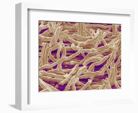 Mycelium of Mushroom-Micro Discovery-Framed Photographic Print