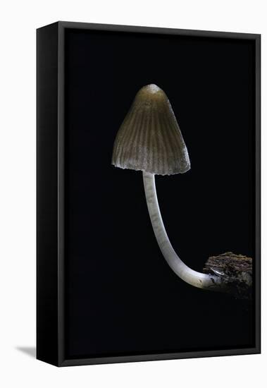 Mycena Alcalina (Stump Fairy Helmet)-Paul Starosta-Framed Stretched Canvas