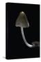 Mycena Alcalina (Stump Fairy Helmet)-Paul Starosta-Stretched Canvas