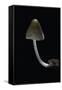 Mycena Alcalina (Stump Fairy Helmet)-Paul Starosta-Framed Stretched Canvas