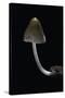 Mycena Alcalina (Stump Fairy Helmet)-Paul Starosta-Stretched Canvas