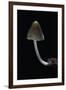 Mycena Alcalina (Stump Fairy Helmet)-Paul Starosta-Framed Premium Photographic Print