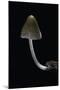 Mycena Alcalina (Stump Fairy Helmet)-Paul Starosta-Mounted Premium Photographic Print