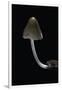 Mycena Alcalina (Stump Fairy Helmet)-Paul Starosta-Framed Premium Photographic Print