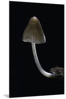 Mycena Alcalina (Stump Fairy Helmet)-Paul Starosta-Mounted Premium Photographic Print