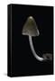 Mycena Alcalina (Stump Fairy Helmet)-Paul Starosta-Framed Stretched Canvas