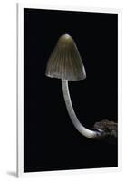 Mycena Alcalina (Stump Fairy Helmet)-Paul Starosta-Framed Photographic Print