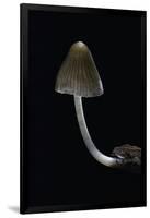 Mycena Alcalina (Stump Fairy Helmet)-Paul Starosta-Framed Photographic Print