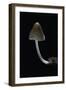 Mycena Alcalina (Stump Fairy Helmet)-Paul Starosta-Framed Photographic Print